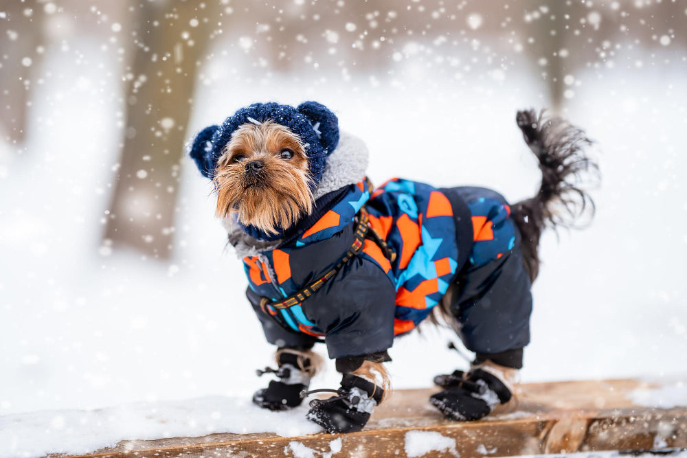 dog wearing snowsuit, lindsay giguiere, felicitials blog article, emotional support animals, psychiatric service dogs, dozens of pet services, thousands of pet supplies, happy tails for all