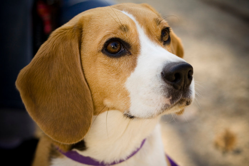 American Foxhound: Uncover the Breed's Charm & Spirit