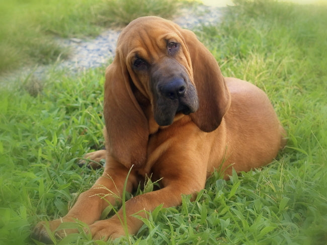 felicitails breed guide about the bloodhound dog breed, breed traits, breed standards, felicitails founded by lindsay giguiere