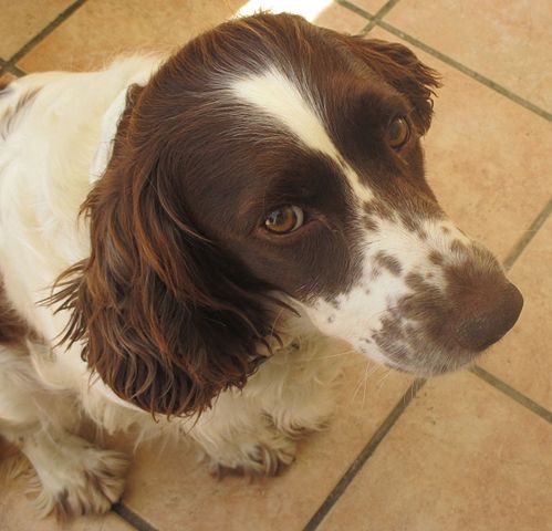 felicitails blog, dog breeds, English Springer Spaniel, Felcitails founded by Lindsay Giguiere breed guide aout the english springer spaniel dog breed, breed traits, breed standards, felicitails founded by lindsay giguiere
