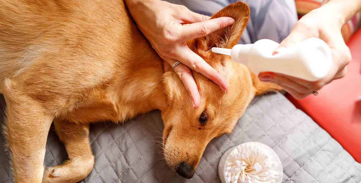 Dog Ear Cleaning Essential Tips for Health & Wellness
