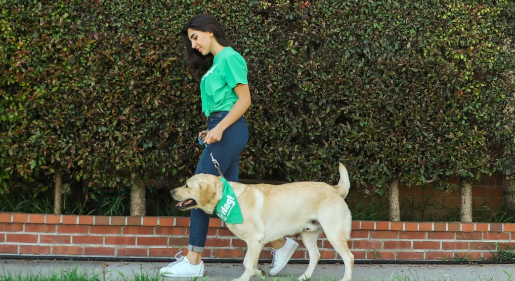 lindsay giguiere, dog walking, pet sitting, dog boarding, found on felicitails