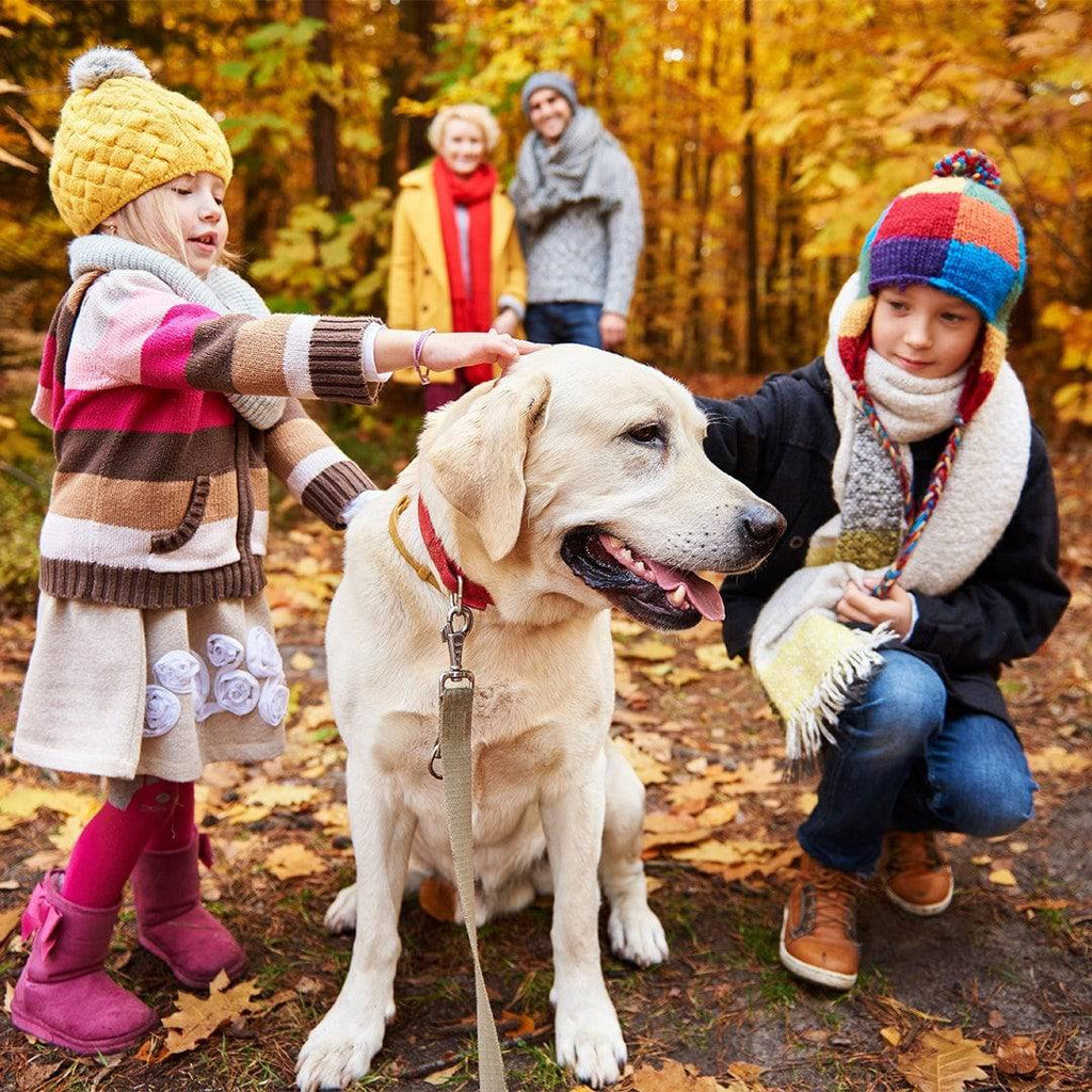 Therapist-Certified Program for Emotional Support Animals - Felicitails is founded by Lindsay Giguiere