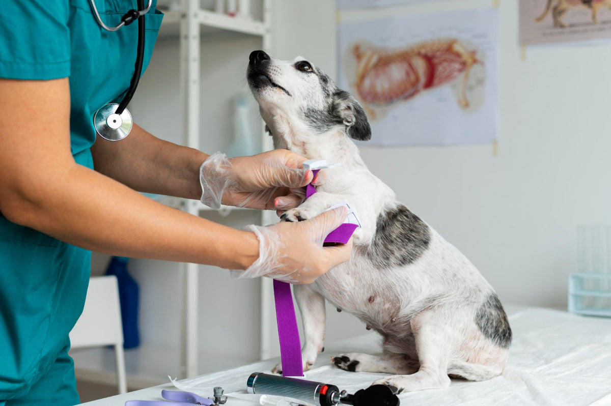 Pet Insurance Coverage Explained - What's Covered and What's Not