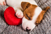 Puppy sleeping with heart toy, lindsay giguiere, felicitials blog article, emotional support animals, psychiatric service dogs, dozens of pet services, thousands of pet supplies, happy tails for all