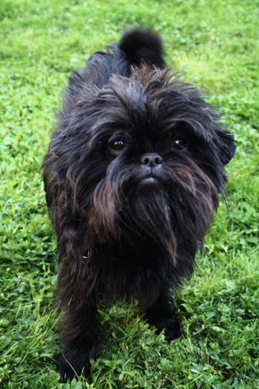 felicitails breed guide about the affenpinscher dog breed, breed traits, breed standards, felicitails founded by lindsay giguiere