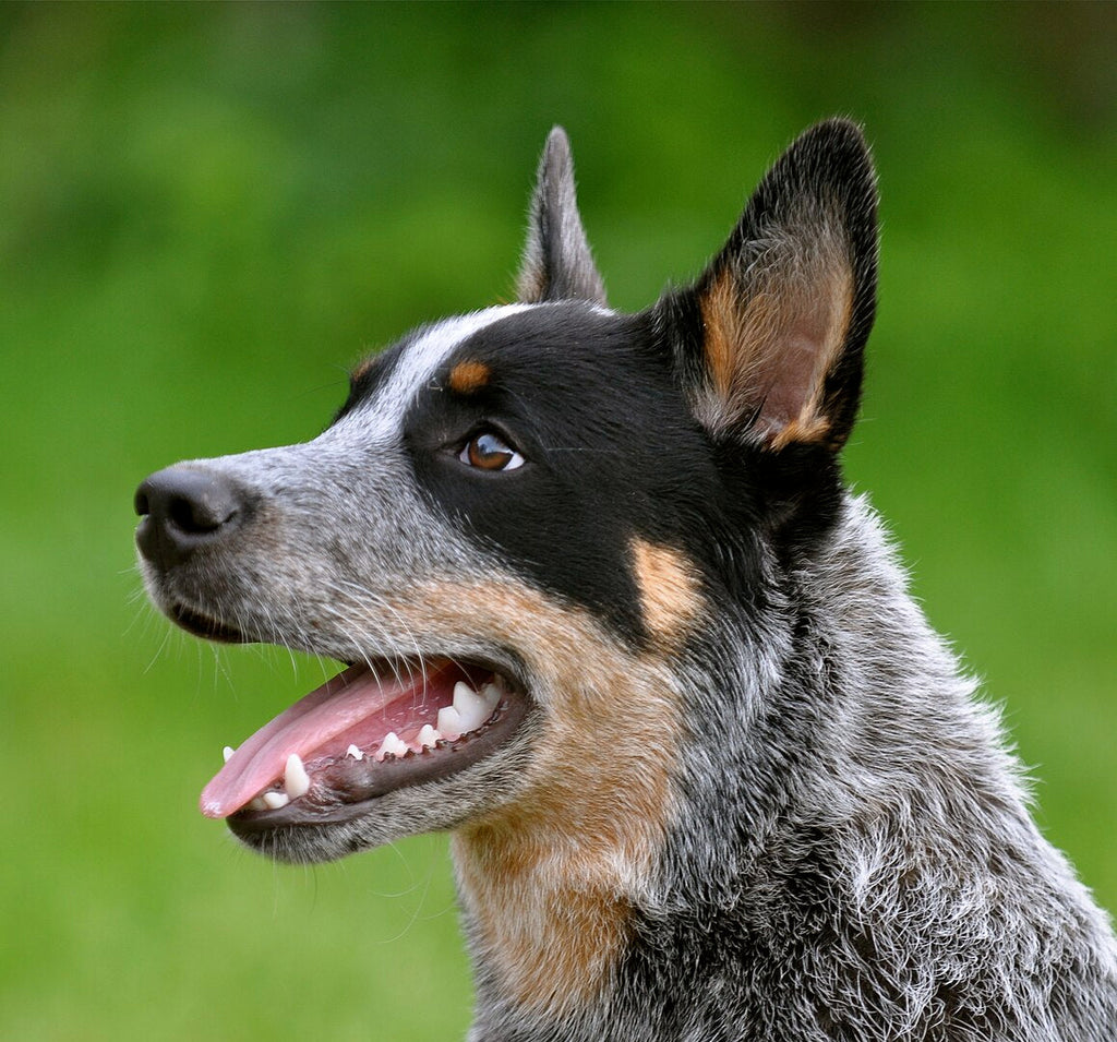 felicitails breed guide about the australian cattle dog breed, breed traits, breed standards, felicitails founded by lindsay giguiere