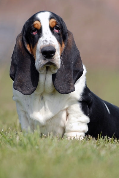 felicitails breed guide about the basset hound dog breed, breed traits, breed standards, felicitails founded by lindsay giguiere