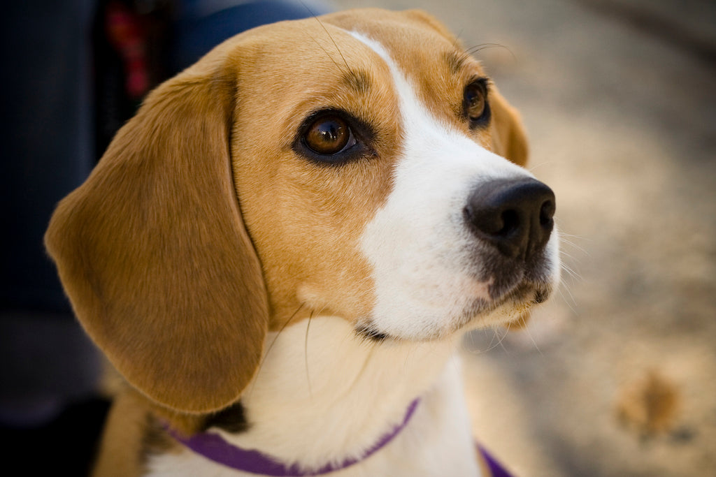 felicitails breed guide, about the beagle dog breed, breed traits, breed standards, felicitails founded by lindsay giguiere
