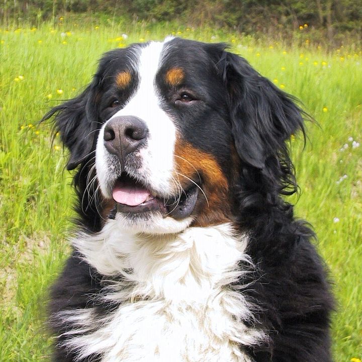 felicitails breed guide about the bernese mountain dog breed, breed traits, breed standards, felicitails founded by lindsay giguiere