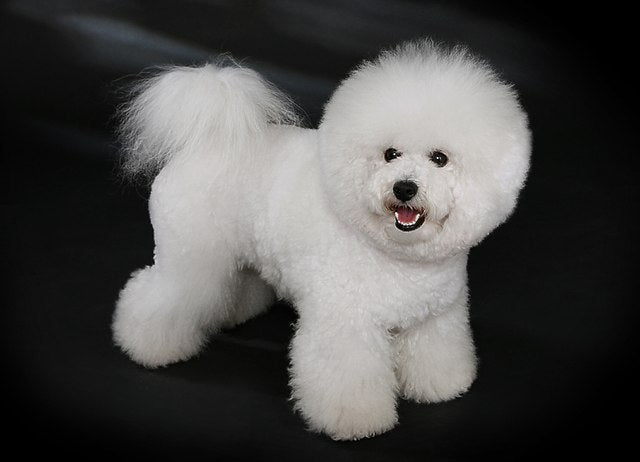felicitails breed guide about the bichon frise dog breed, breed traits, breed standards, felicitails founded by lindsay giguiere