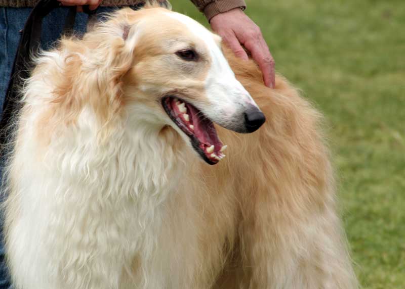 felicitails breed guide about the borzoi dog breed, breed traits, breed standards, felicitails founded by lindsay giguiere