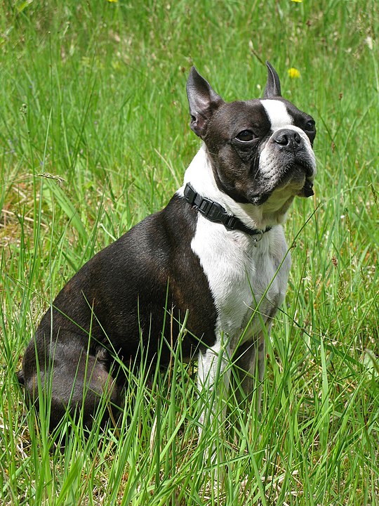 felicitails breed guide about the boston terrier dog breed, breed traits, breed standards, felicitails founded by lindsay giguiere