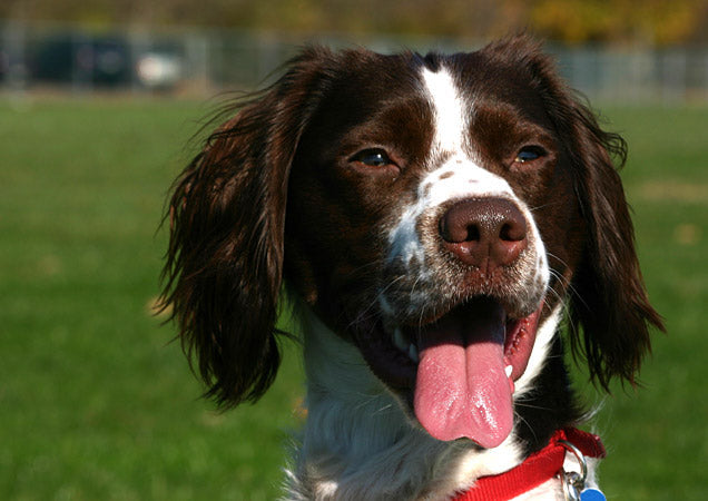 felicitails breed guide about the brittany dog breed, breed traits, breed standards, felicitails founded by lindsay giguiere