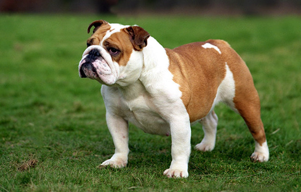 felicitails breed guide about the bulldog dog breed, breed traits, breed standards, felicitails founded by lindsay giguiere