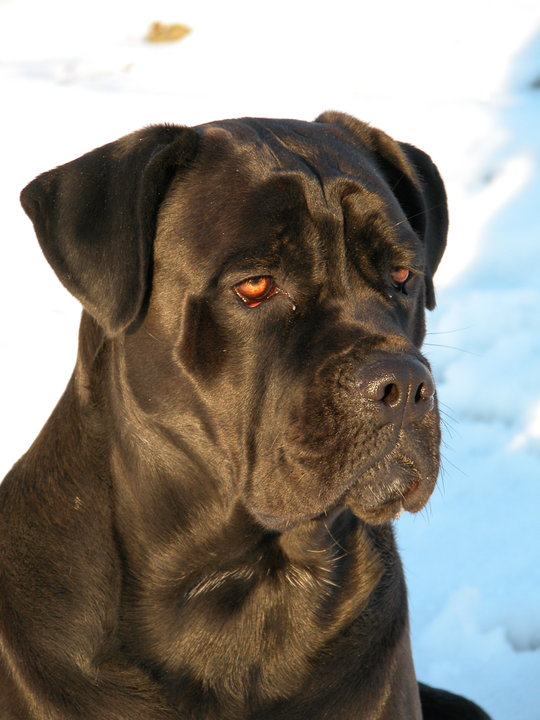felicitails breed guide about the cane corso dog breed, breed traits, breed standards, felicitails founded by lindsay giguiere