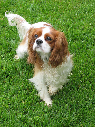 felicitails breed guide about the cavalier king charles spanieldog breed, breed traits, breed standards, felicitails founded by lindsay giguiere