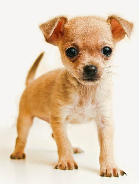 felicitails breed guide about the chihuahua dog breed, breed traits, breed standards, felicitails founded by lindsay giguiere