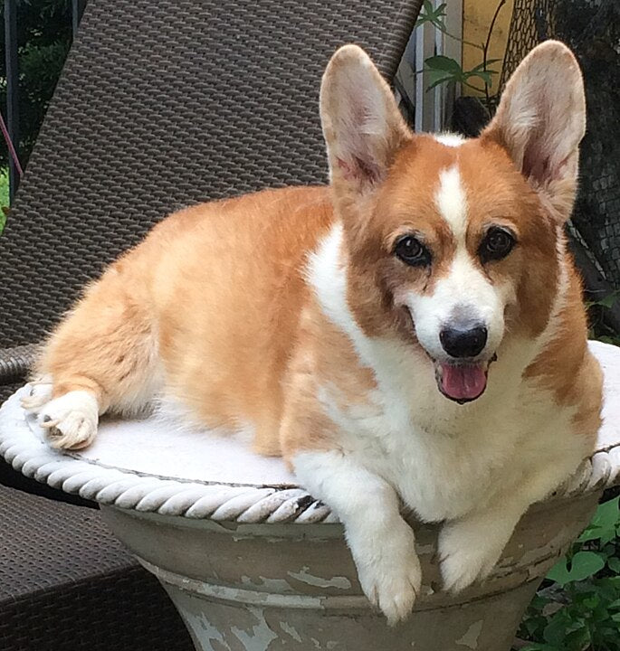 felicitails breed guide about the corgi dog breed, breed traits, breed standards, felicitails founded by lindsay giguiere