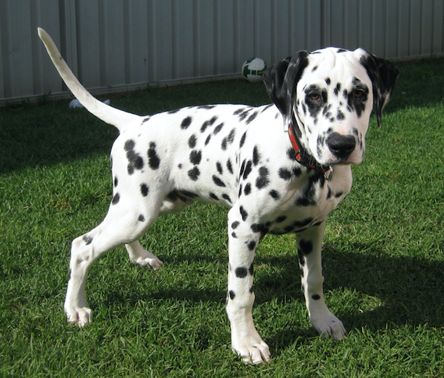 felicitails breed guide about the dalmatian dog breed, breed traits, breed standards, felicitails founded by lindsay giguiere