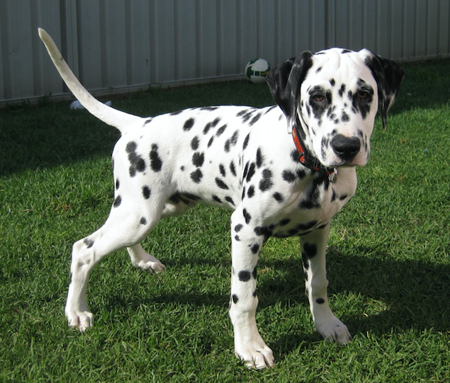 Discover the Dalmatian A Unique and Athletic Dog Breed