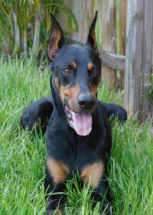 felicitails dobermann breed guide, the dobermann dog breed, breed traits, breed standards, felicitails founded by lindsay giguiere
