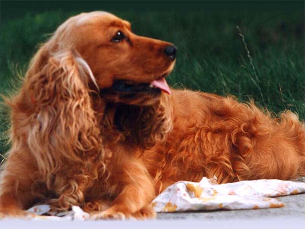 english cocker spaniel resting, felicitails breed guide, english cocker spaniel breed, felicitails founded by lindsay giguiere
