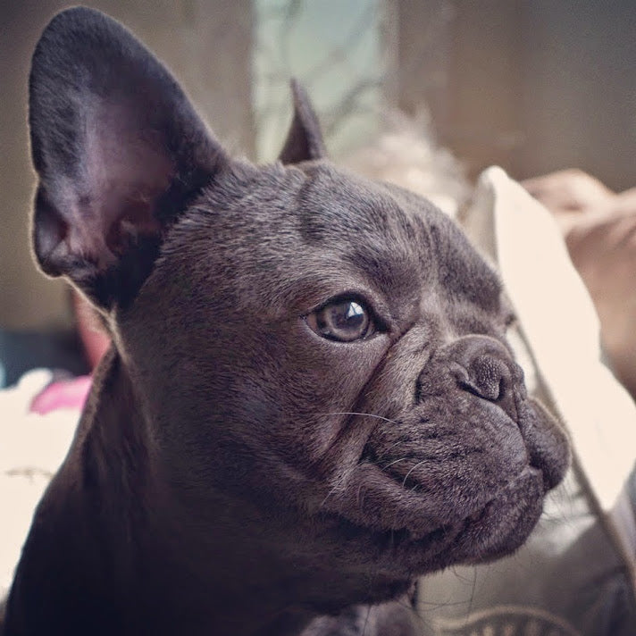 felicitails breed guide about the french bulldog dog breed, breed traits, breed standards, felicitails founded by lindsay giguiere