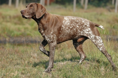 felicitails breed guide about the german shorthaired pointer dog breed, breed traits, breed standards, felicitails founded by lindsay giguiere