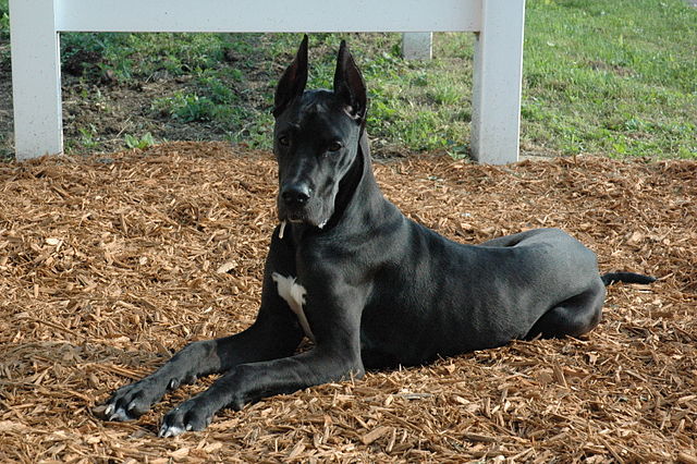 felicitails blog, felicitails breed guide, dog breeds, Great Dane sitting, felicitails founded by Lindsay Giguiere about the grat dane dog breed, breed traits, breed standards, felicitails founded by lindsay giguiere