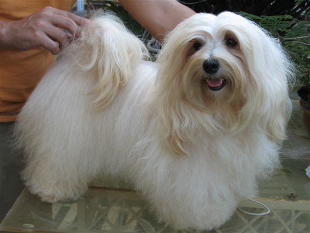 felicitails blog, dog breeds, Havanese dog,, felicitails founded by lindsay giguiere