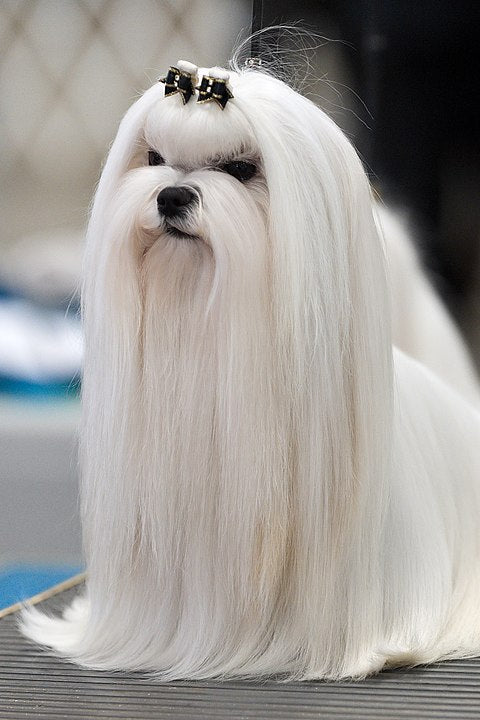 felicitails breed guide, maltese dog breed, white maltese dog , felicitails by founded by Lindsay Giguiere