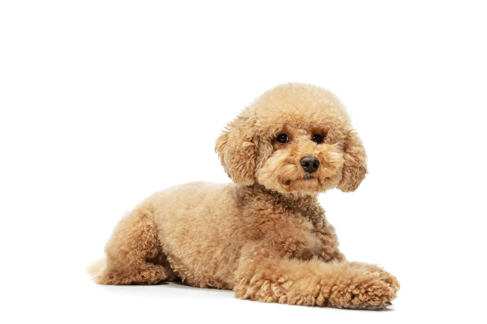 felicitails  breed guide, the maltipoo dog breed, breed traits, breed standards, felicitails founded by lindsay giguiere