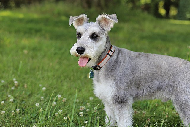 felicitails blog, dog breeds. miniature schnauzerin grass, felicitails founded by Lindsay Giguiereaits, breed standards, felicitails founded by lindsay giguiere