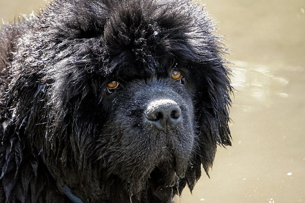 felicitails  breed guide, the newfoundland dog breed, breed traits, breed standards, felicitails founded by lindsay giguiere