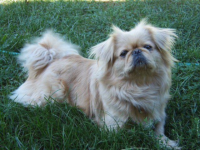 felicitails  breed guide, the pekingese dog breed, breed traits, breed standards, felicitails founded by lindsay giguiere