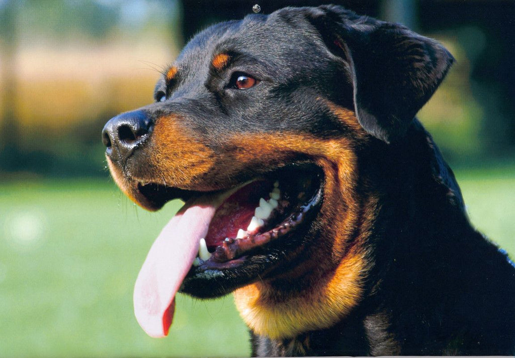 felicitails breed guide about the rottweiler dog breed, breed traits, breed standards, felicitails founded by lindsay giguiere