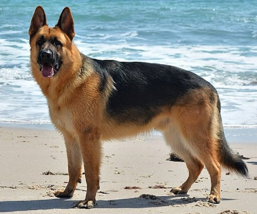 felicitails breed guide about the german shepherd dog breed, breed traits, breed standards, felicitails founded by lindsay giguiere
