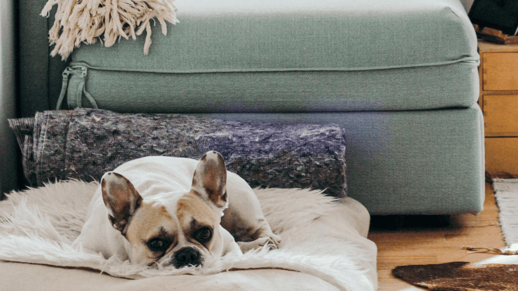 Dog Beds & Blankets