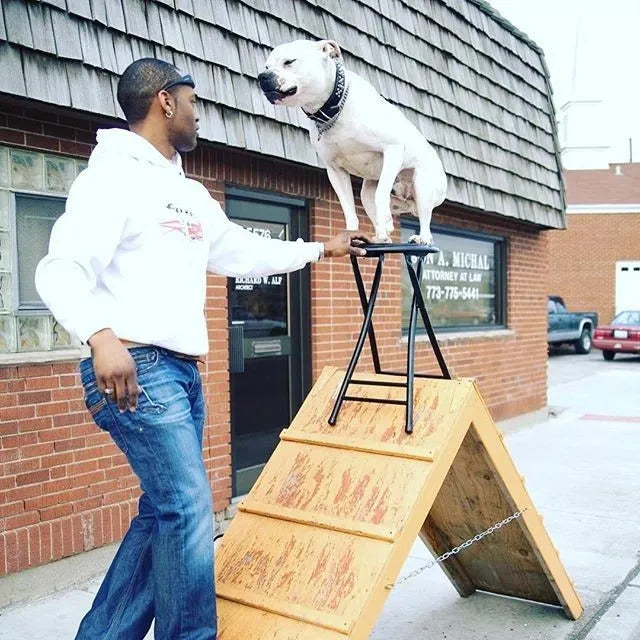 Course Paws Explore the Felicitails Free My Paws Training Academy