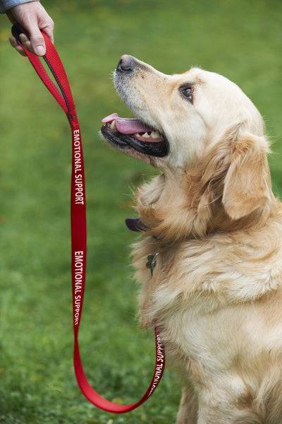 Service Dog Red Nylon Leash 5' L x 1" W - Felicitails is founded by Lindsay Giguiere